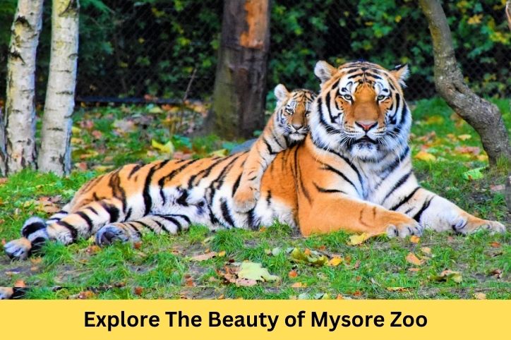 Explore Mysore Zoo: Timings, Entry Fee, Animals & Online Booking