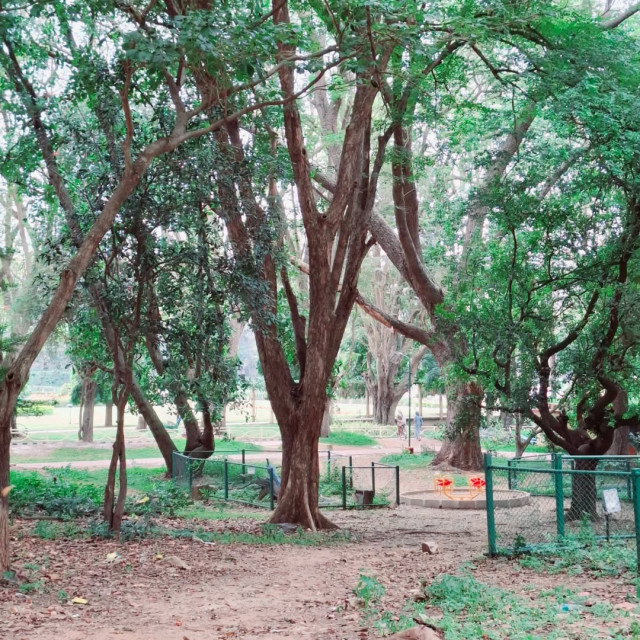 Brindavan Garden MysoreMedia