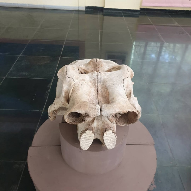 Regional Museum of Natural History Mysore