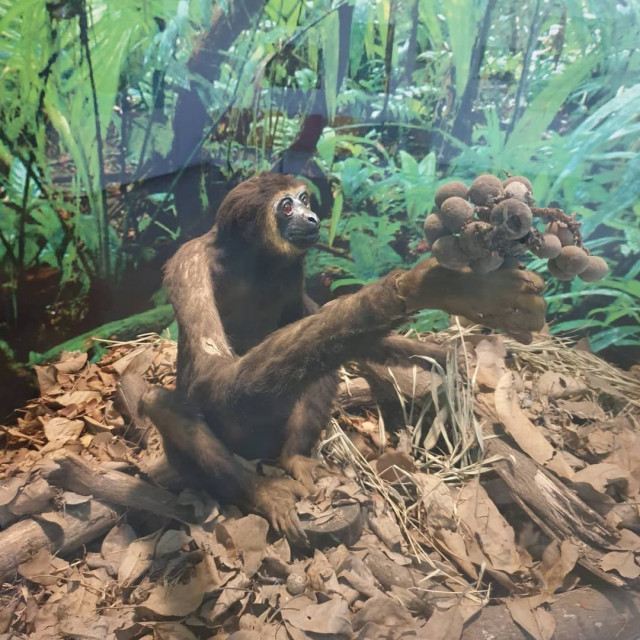 Regional Museum of Natural History Mysore