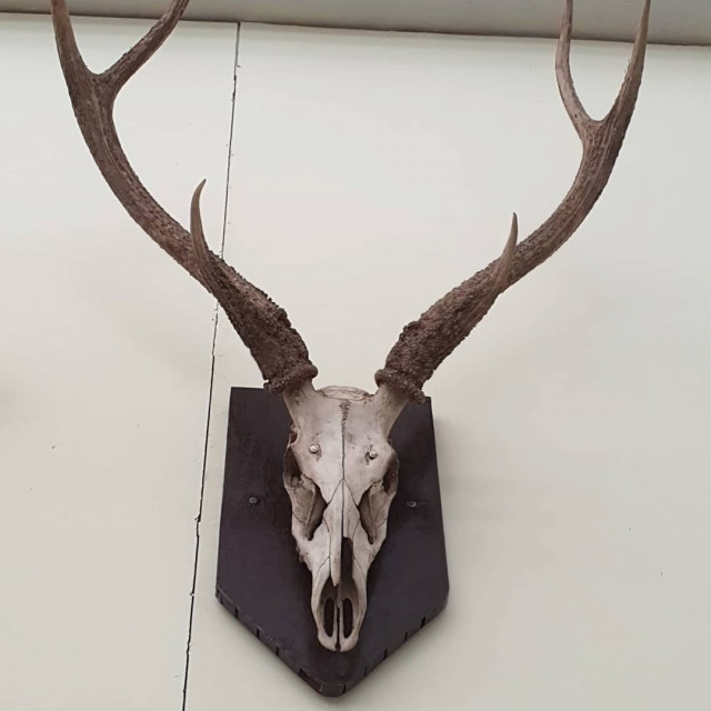 Regional Museum of Natural History Mysore