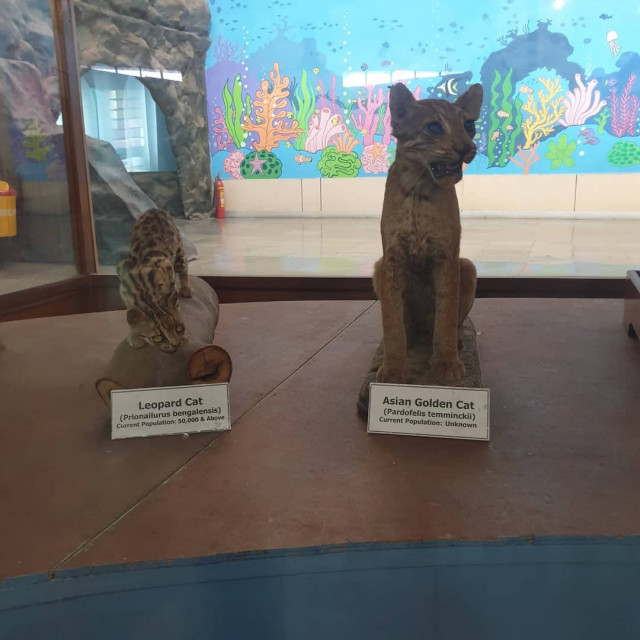 Regional Museum of Natural History Mysore