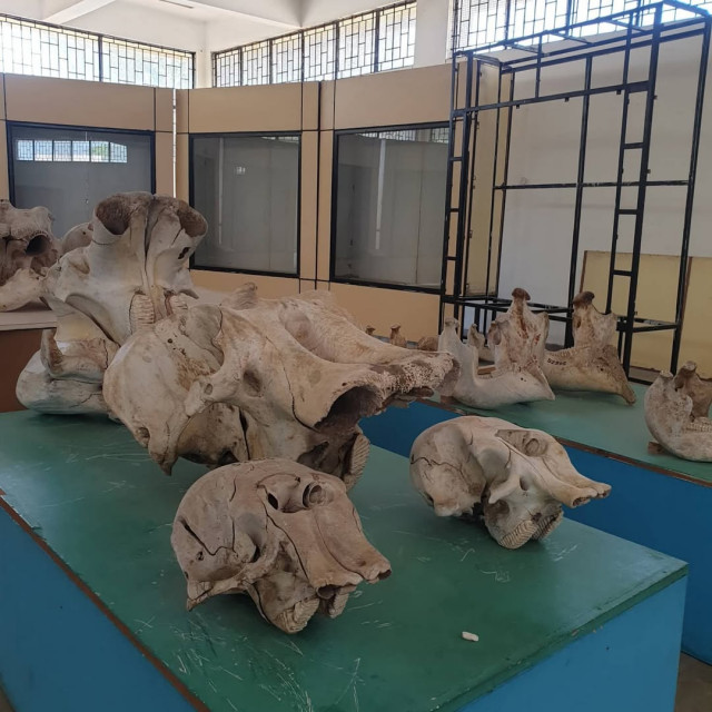 Regional Museum of Natural History Mysore